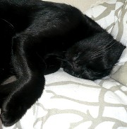 Black Beauty: Elegante schwarze Katze