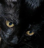 Porträt schwarzes Katzenbaby Lilith